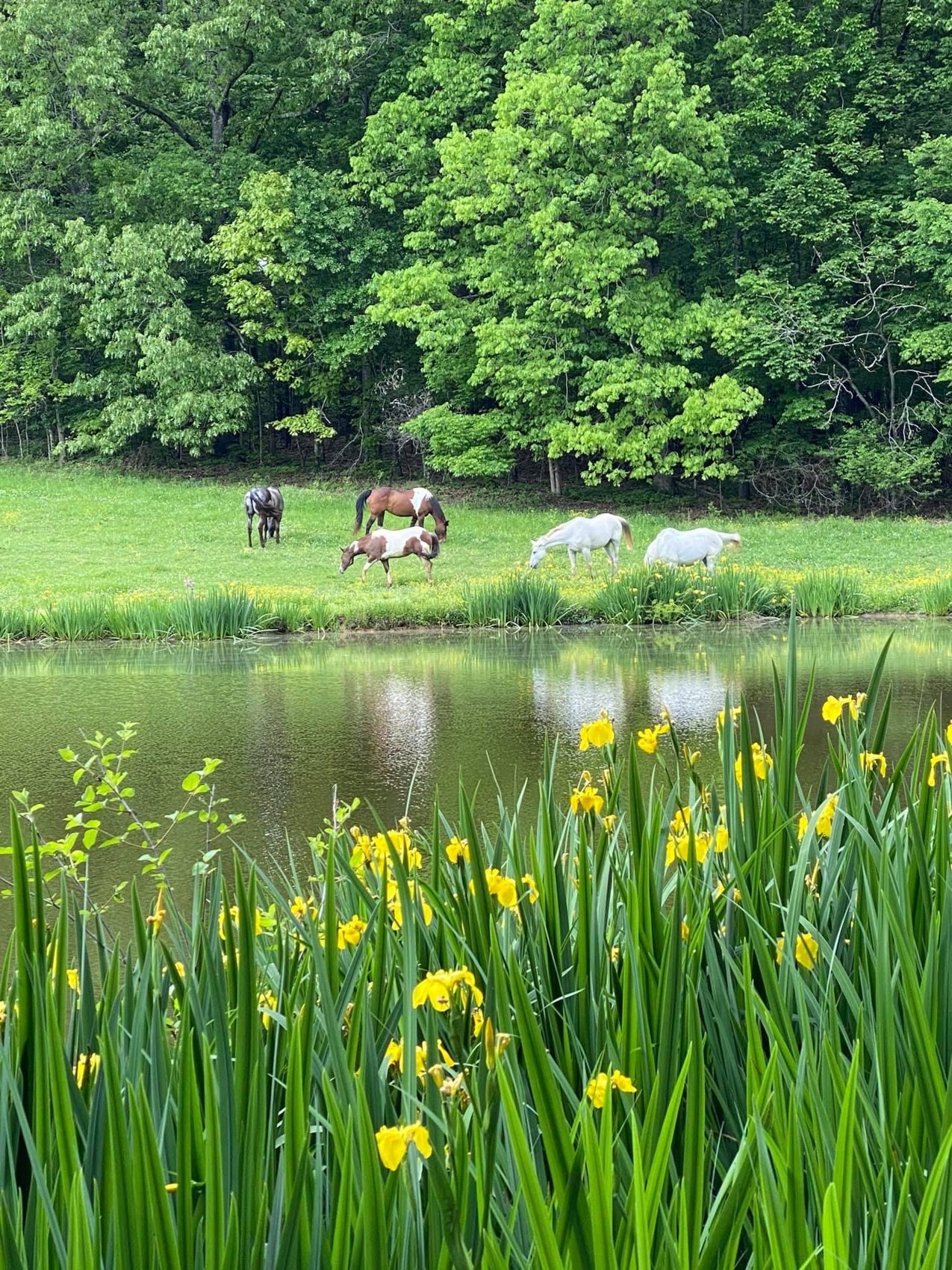 A Mississippi pasture and pond in spring
