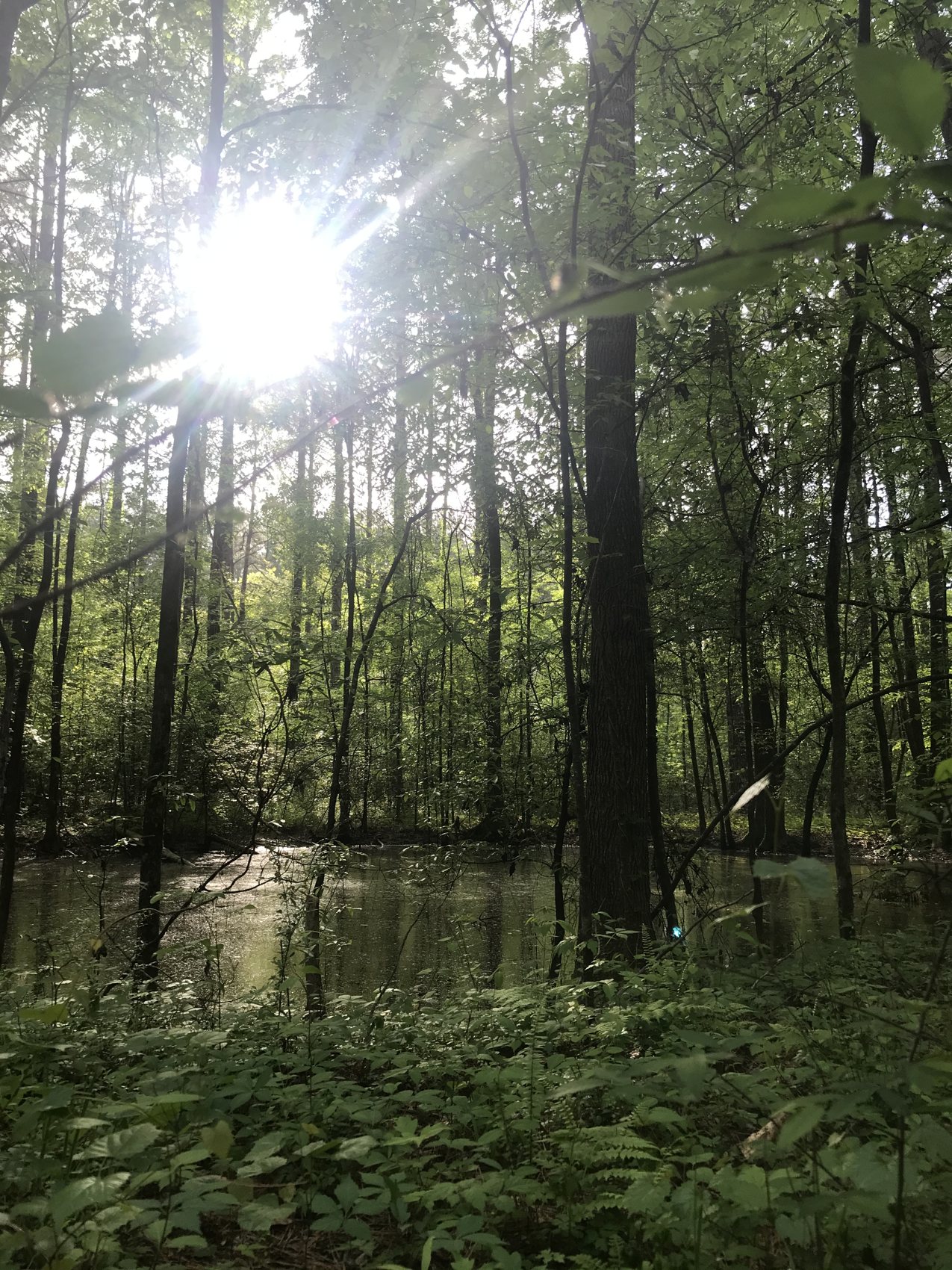 Sunlight through a Mississippi woodland